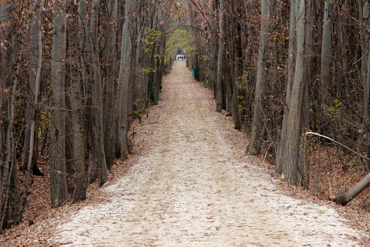 Road of success